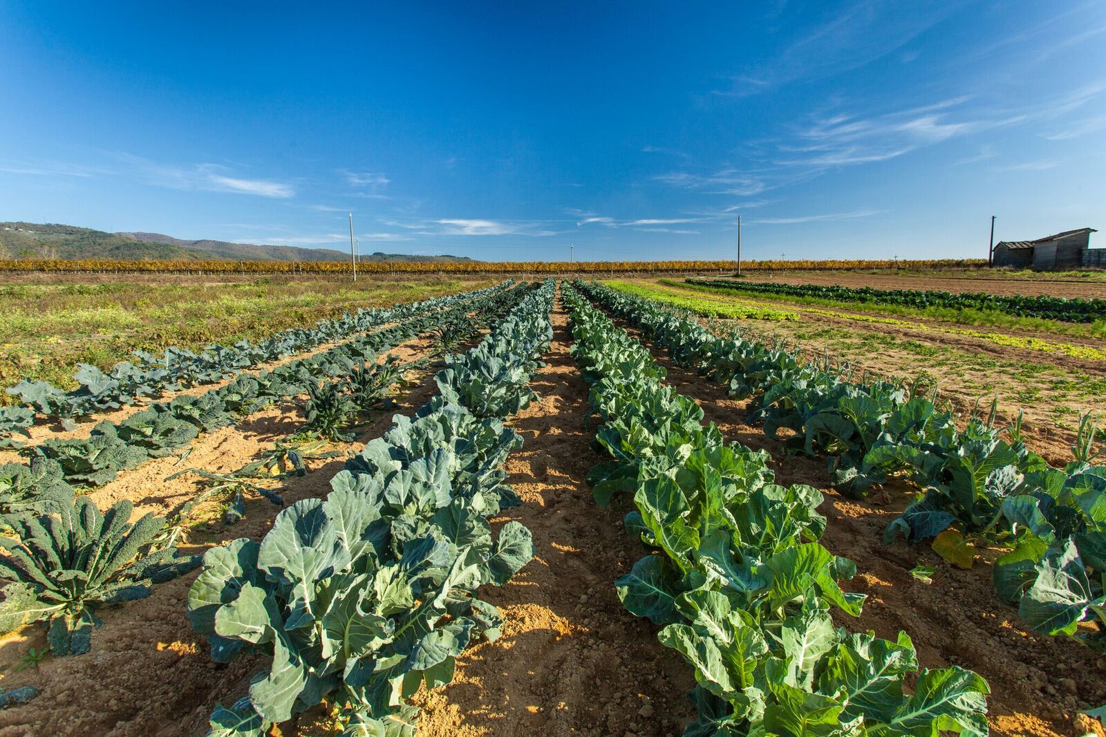 Orto Biologico Il Borro